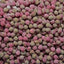Cola Pips - Cola flavour boiled sweets